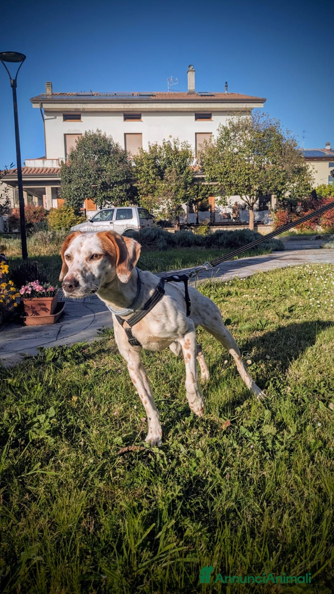 Setter Inglese cani in regalo: Cucciolone incrocio Setter Inglese Breton a Metropolitan City of Rome Capital - Immagine 5