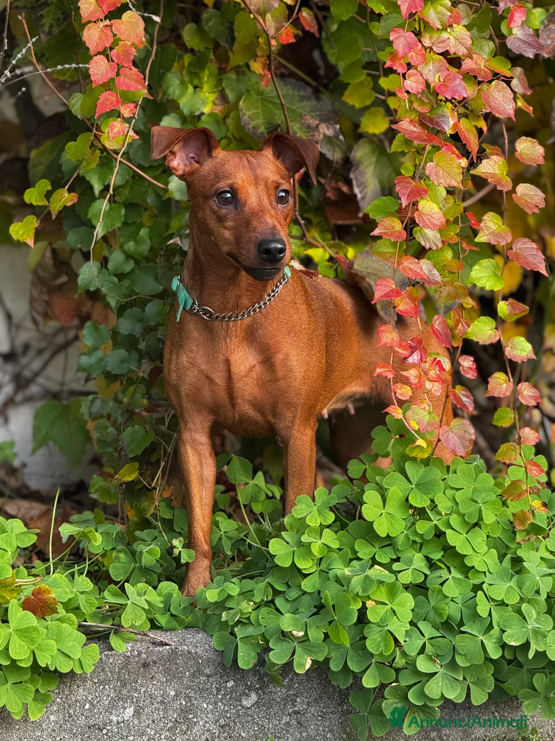 Pinscher Miniatura cani in vendita: Pinscher nano - Annuncio 2