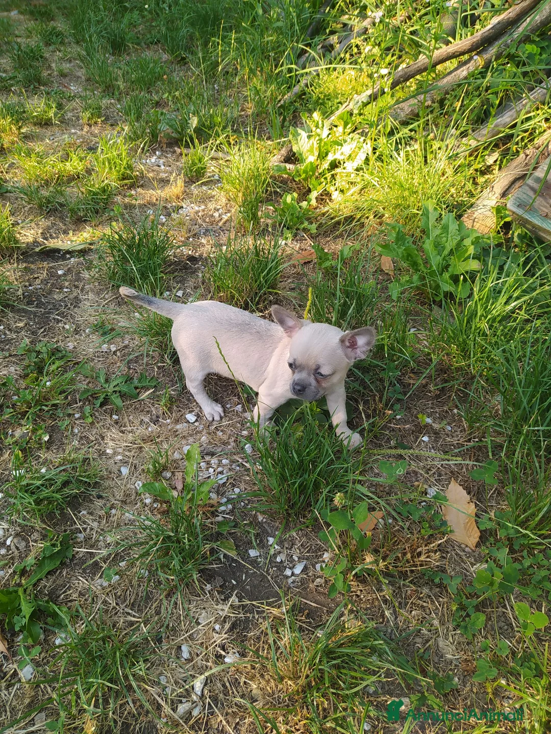Chihuahua cani in vendita: Chihuahua cucciolo maschietto  - Annuncio 1
