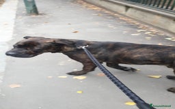Cane Corso cani in regalo: DJ, Rotticorso a Provincia di Vercelli - Immagine 5