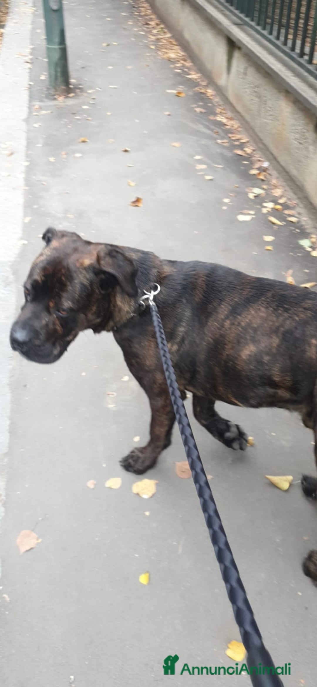 Cane Corso cani in regalo: DJ, Rotticorso a Provincia di Vercelli - Immagine 5