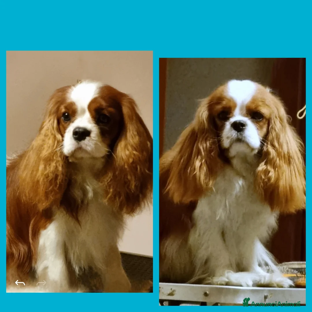 Cavalier King cani in vendita: Cuccioli di Cavalier king - Annuncio 3