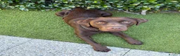 Labrador cani per accoppiamento: Disponibile per monta - Labrador Retriver  a Provincia di Como - Annuncio 7