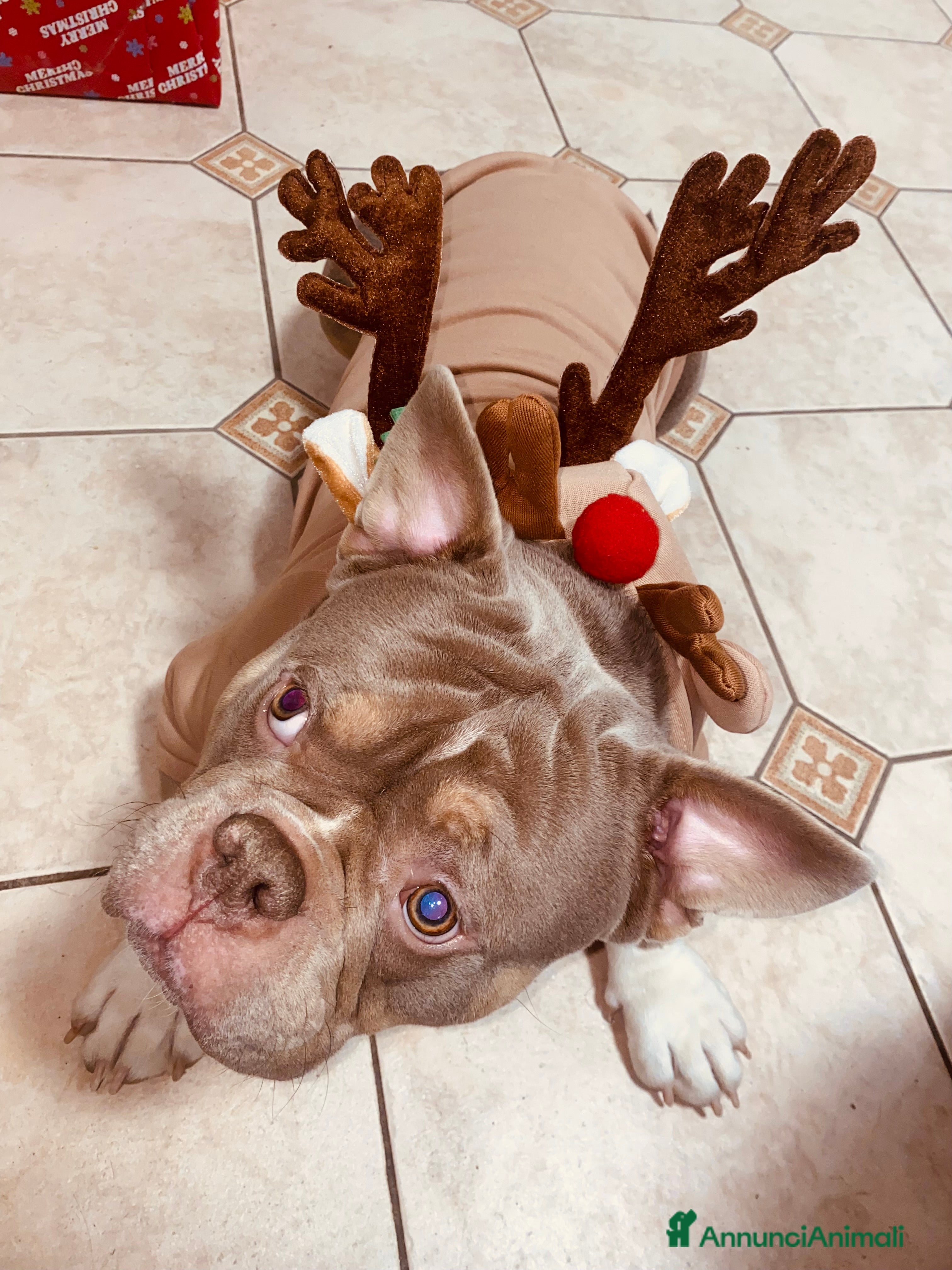 Altre razze cani cane di nome Tyson - Annuncio 2