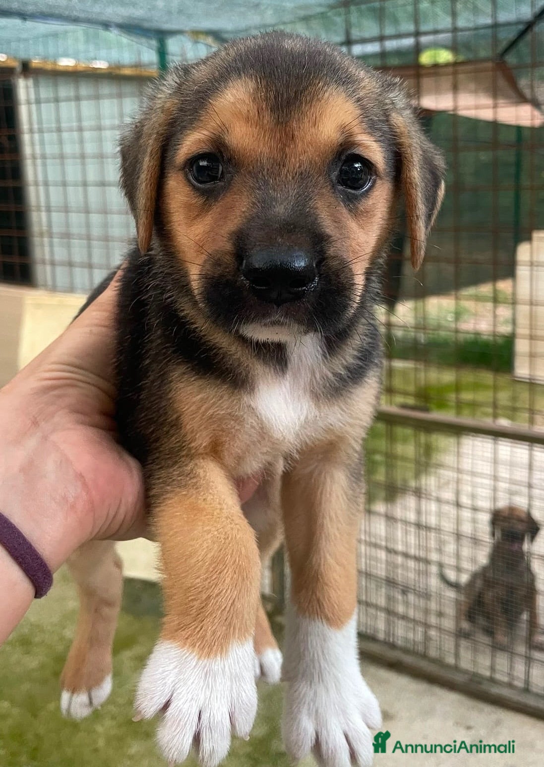 Meticcio cani Il piccolo Tarzan aspetta te - Annuncio 39