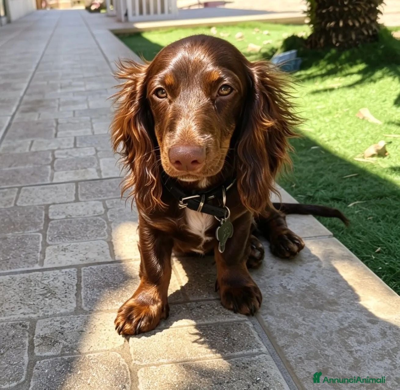 Bassotto cani Bassotto a pelo lungo  - Annuncio 17