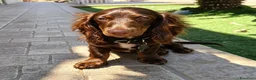 Bassotto cani in vendita: Bassotto a pelo lungo  - Annuncio 1