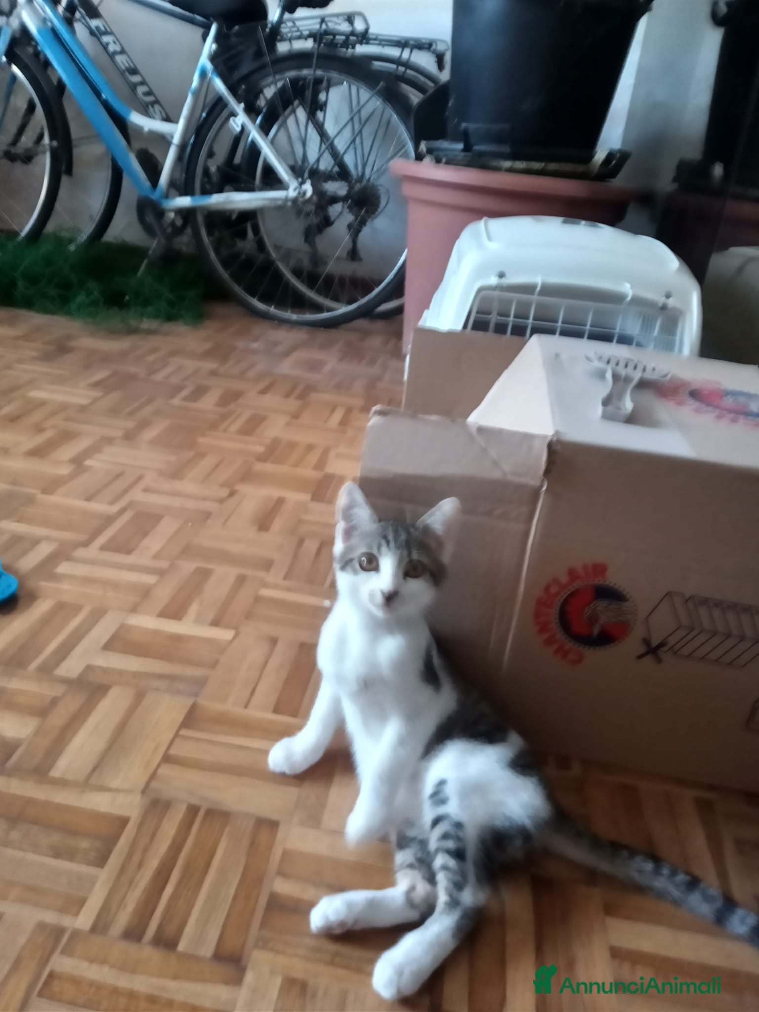 Meticcio gatti Splendidi Gattini di 3 Mesi in Regalo - Affettuosi - Annuncio 1