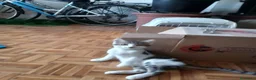 Meticcio gatti in regalo: Splendidi Gattini di 3 Mesi in Regalo - Affettuosi - Annuncio 1