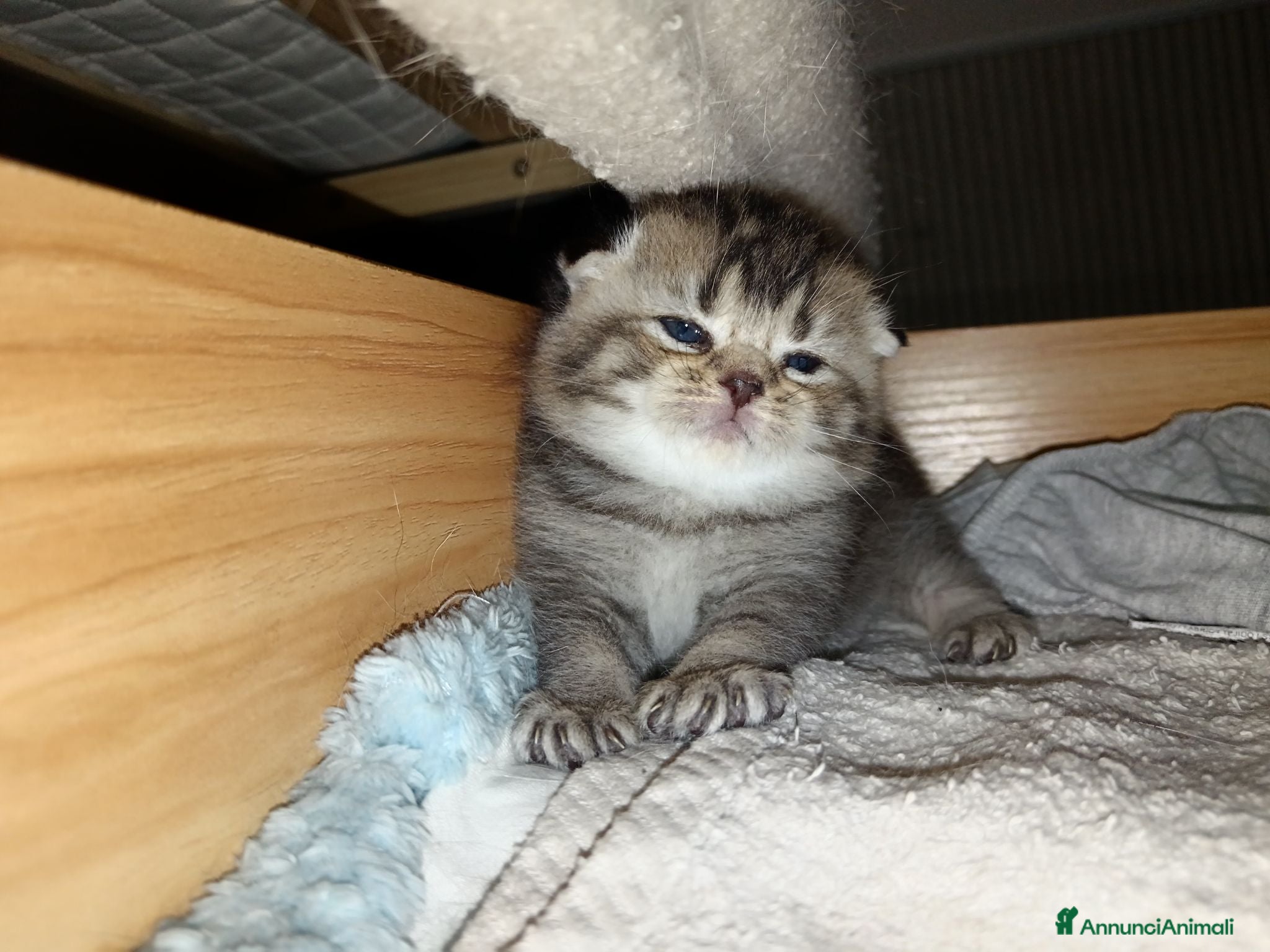 Scottish gatti Scottish fold  - Annuncio 14