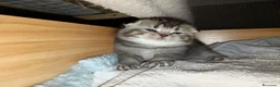Scottish gatti in vendita: Scottish fold  - Annuncio 1