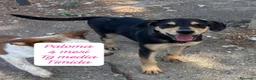 Meticcio cani in regalo: Cuccioli, non hanno chiesto di nascere  a Provincia di Brescia - Annuncio 4