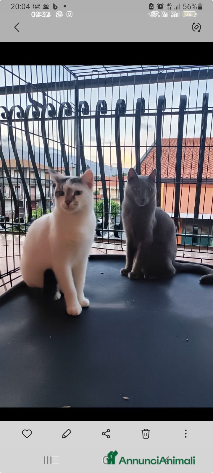 Certosino gatti Micio Certosino e compagno inseparabile 2anni.SICI a Città metropolitana di Milano - Annuncio 3