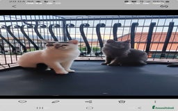 Certosino gatti in regalo: Micio Certosino e compagno inseparabile 2anni.SICI a Città metropolitana di Milano - Immagine 1