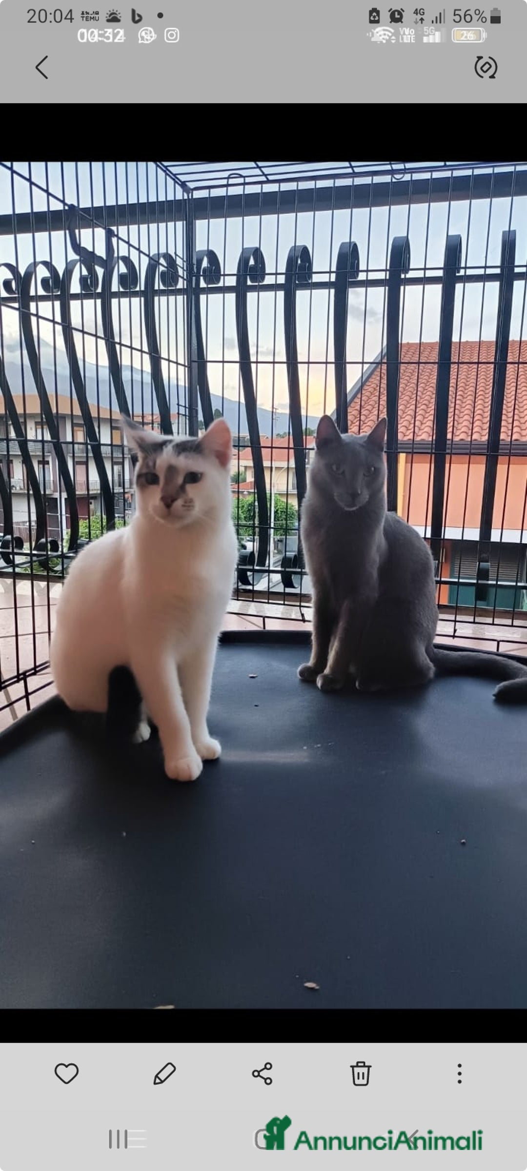 Certosino gatti in regalo: Micio Certosino e compagno inseparabile 2anni.SICI a Città metropolitana di Milano - Immagine 1