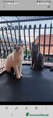 Certosino gatti a Città metropolitana di Milano - Annuncio 2