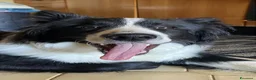 Border Collie cani in vendita: Vendo border colli a Città metropolitana di Palermo - Annuncio 2