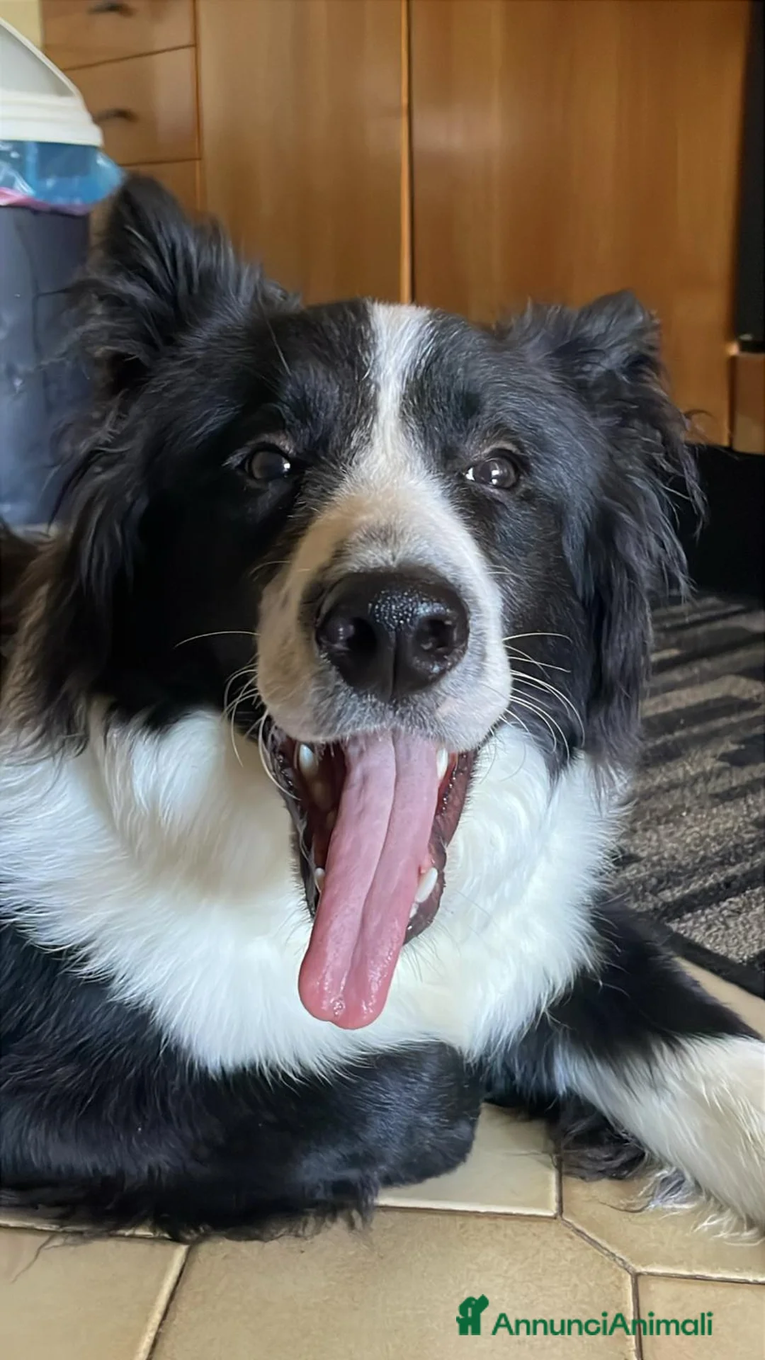 Border Collie cani in vendita: Vendo border colli a Città metropolitana di Palermo - Annuncio 2