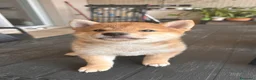 Shiba Inu cani in vendita: Meravigliosi cuccioli di Shiba Inu - Annuncio 4