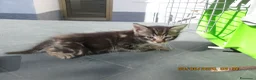 Altre razze gatti in regalo: Gattine in regalo - Annuncio 2