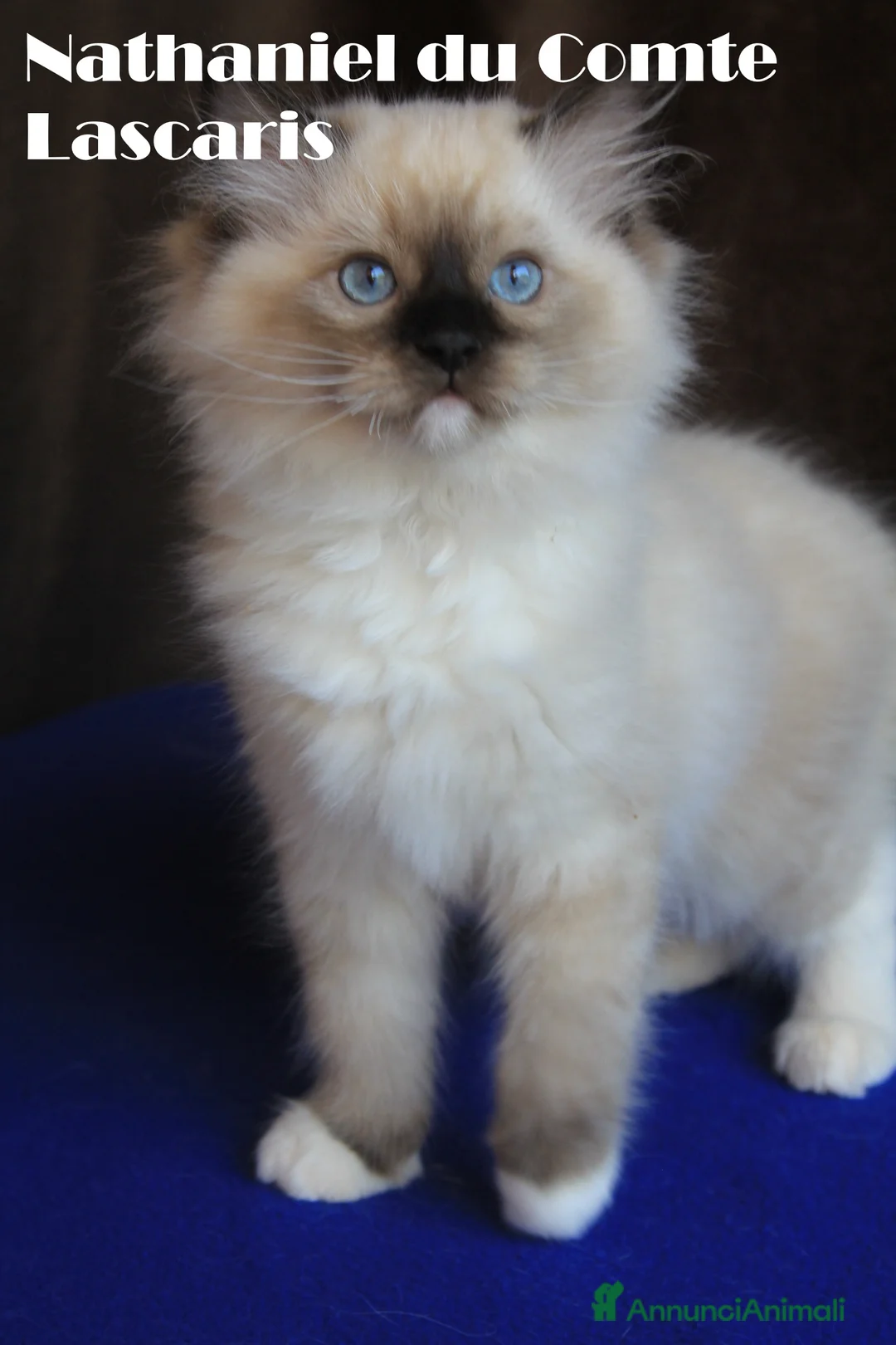 Ragdoll gatti in vendita: cuccioli razza ragdoll con pedigree ANFI a Provincia di Imperia - Annuncio 2
