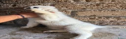 Husky cani in vendita: cuccioli di husky  - Annuncio 8
