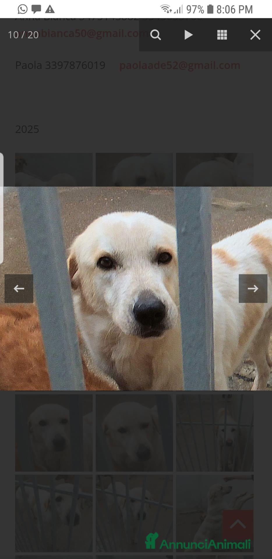 Meticcio cani Derek 6 anni - Annuncio 23
