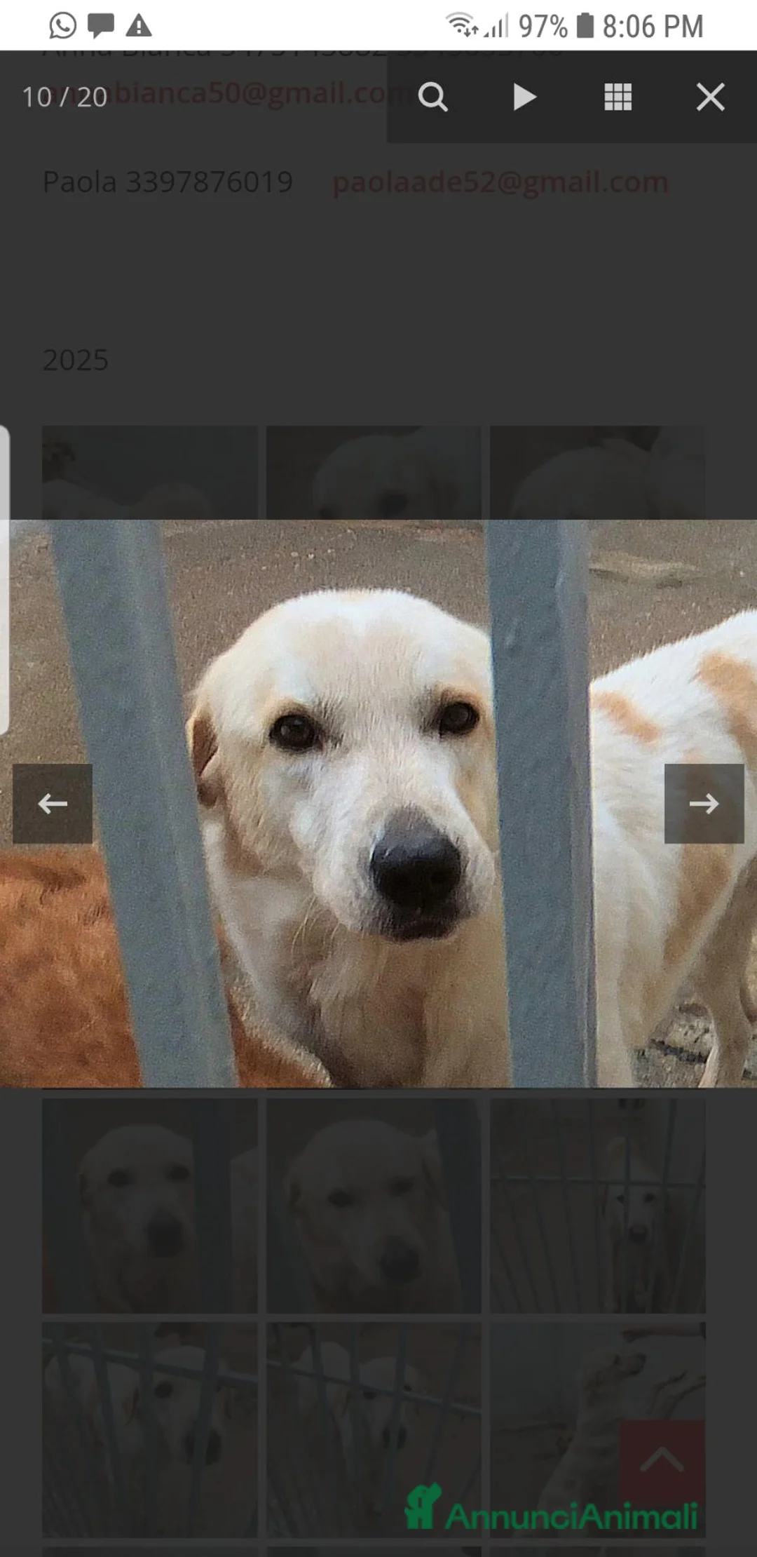Meticcio cani in regalo: Derek 6 anni - Annuncio 1