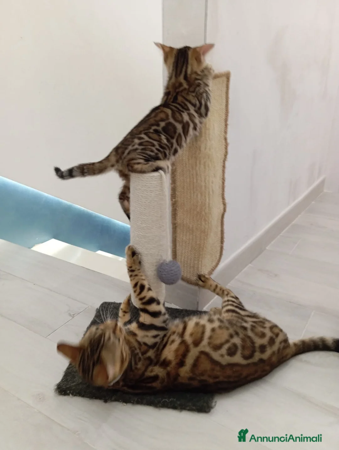 Bengala gatti in vendita: Cuccioli gatto bengala  - Annuncio 4