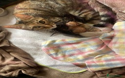 Bengala gatti in vendita: Cuccioli di bengala  a Città Metropolitana di Torino - Immagine 5