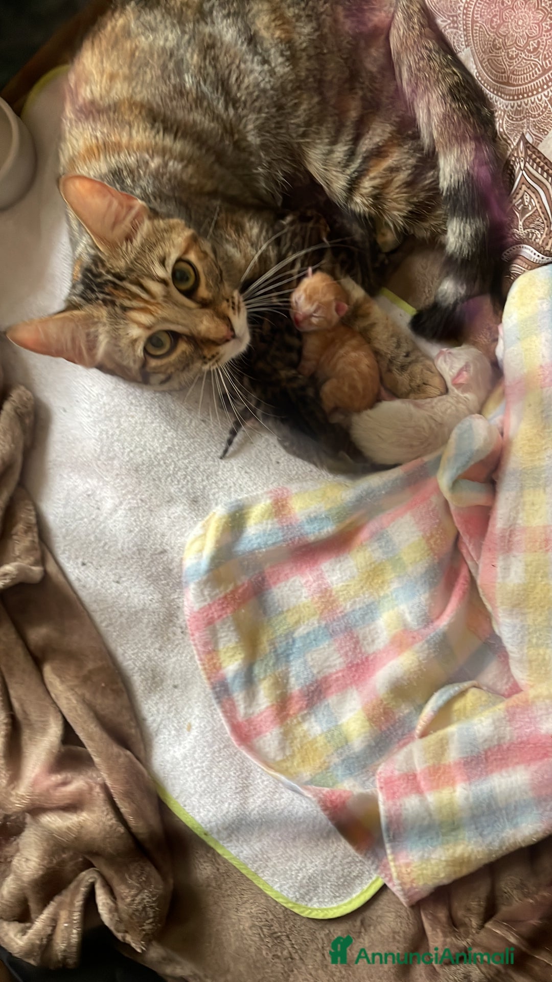 Bengala gatti in vendita: Cuccioli di bengala  a Città Metropolitana di Torino - Immagine 5