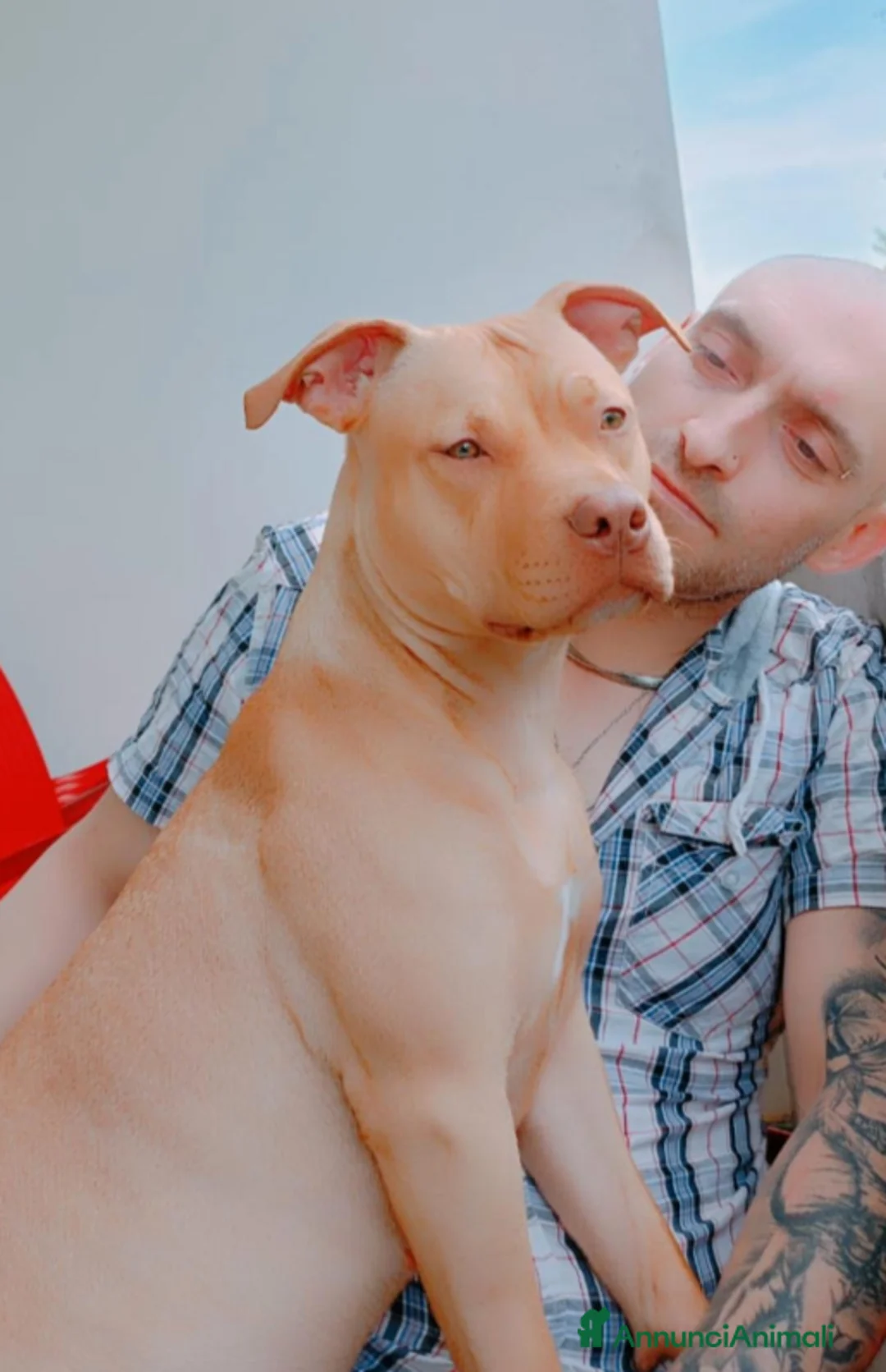 Pitbull cani in vendita: AMERICAN PIT BULL TERRIER RED NOSE  a Provincia di Rovigo - Annuncio 1
