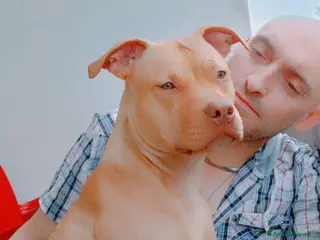 Pitbull cani AMERICAN PIT BULL TERRIER RED NOSE - Annuncio 1