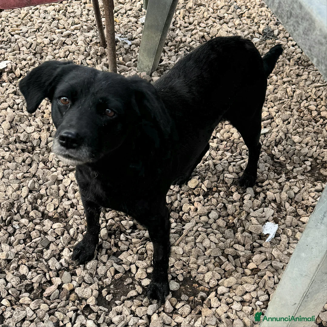 Meticcio cani in regalo: Monica 3 anni Taglia piccola  - Annuncio 5