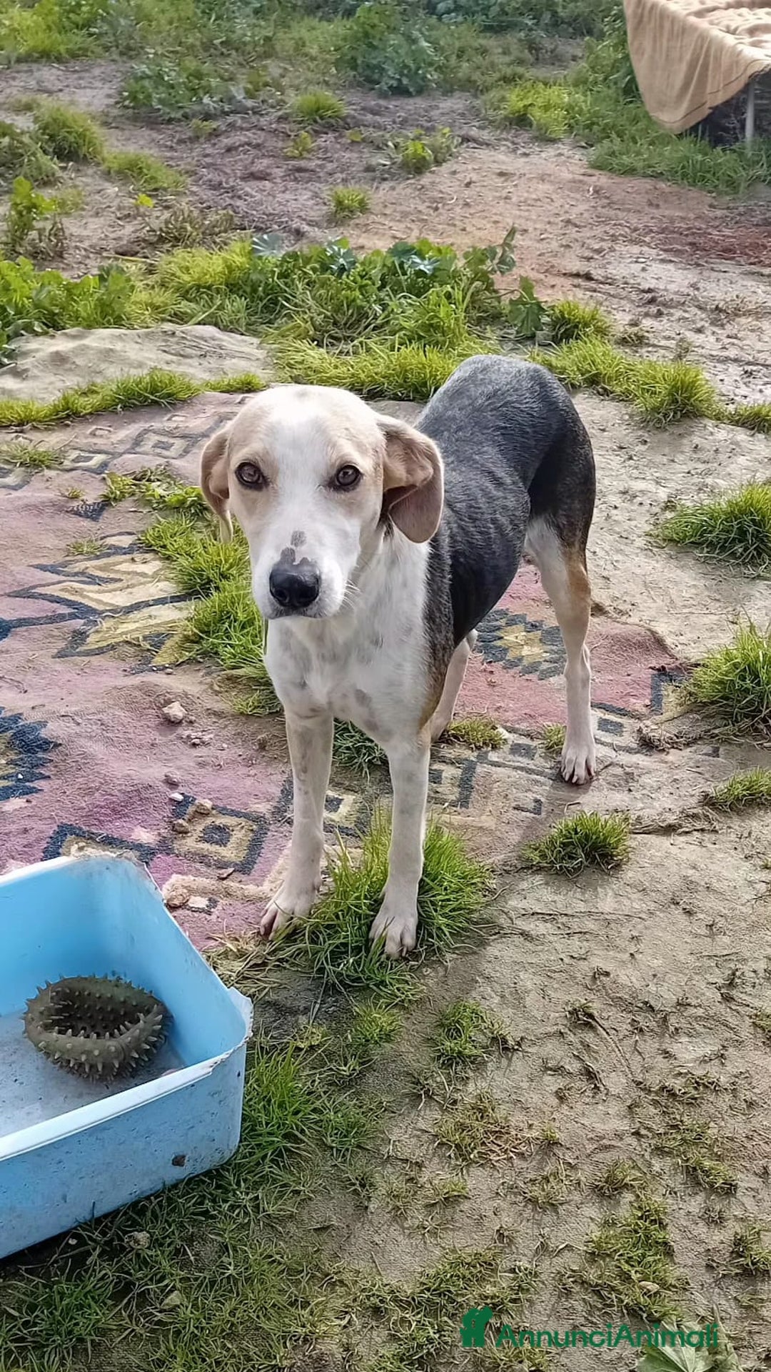 Altre razze cani in regalo: egle  - Annuncio 2