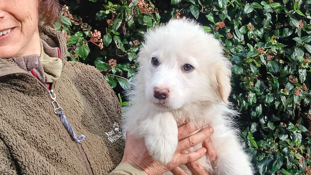 Meticcio cani in regalo: LA BELLISSIMA GEMMA TI STA ASPETTANDO, IN ADOZIONE - Annuncio 3