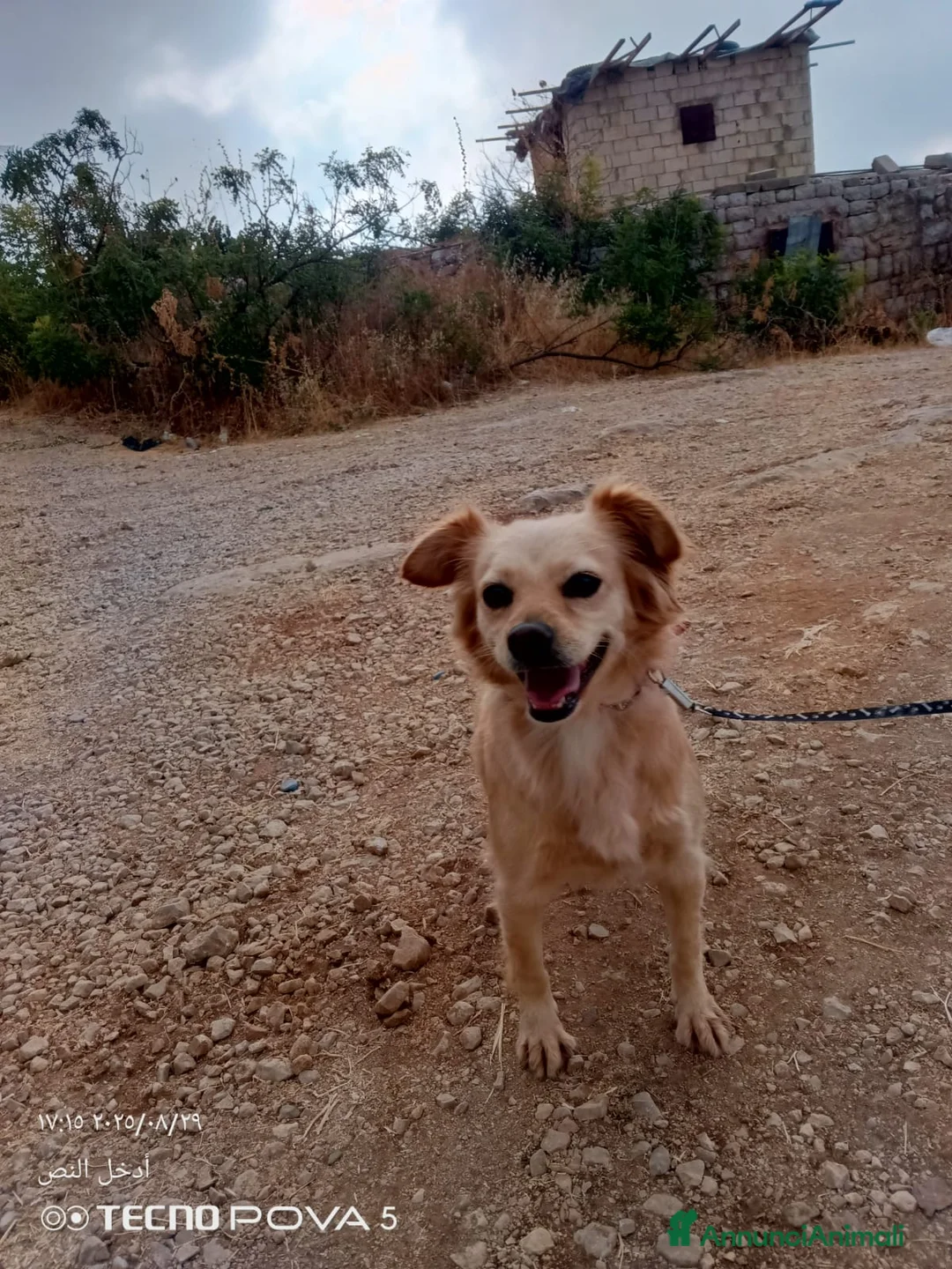 Meticcio cani in regalo: Najma, una dolce e tenera meticcia - Annuncio 10