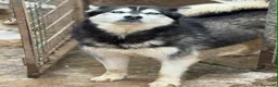 Husky cani in regalo: ECHO, HUSKY bella da togliere il fiato! - Annuncio 3
