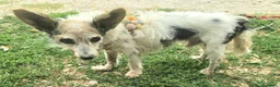 Meticcio cani in regalo: Torquato 12 anni Taglia mini - Annuncio 3