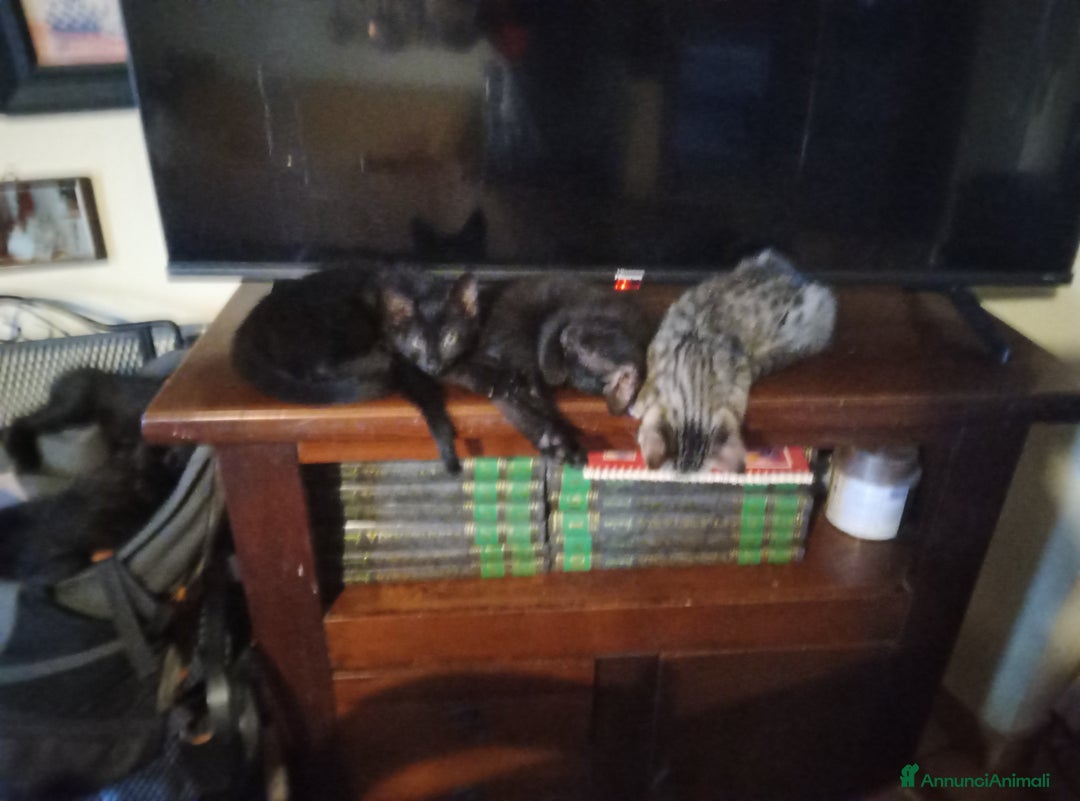 Altre razze gatti in regalo: Gatti e gatte di 2 mesi a Provincia di Pisa - Immagine 7