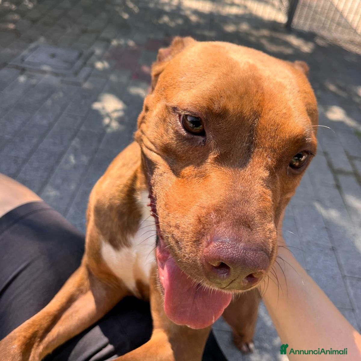Meticcio cani ALMA BELLISSIMA PIT - Annuncio 31