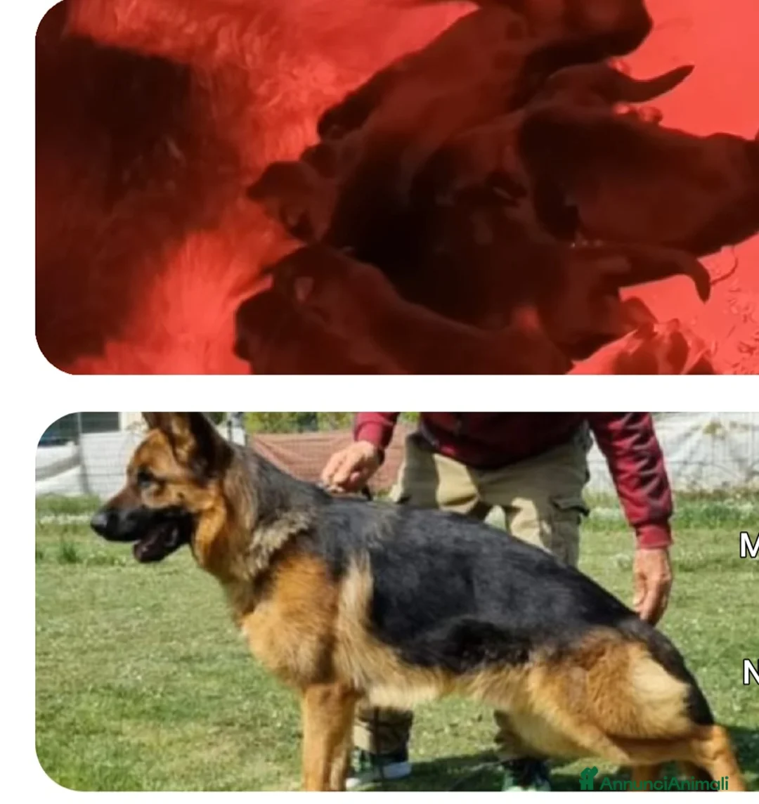Pastore Tedesco cani in vendita: Cuccioli pastore tedesco a Provincia di Ravenna - Annuncio 2