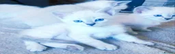 Siamese gatti in vendita: Gattini siamesi  - Annuncio 1