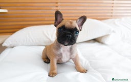 Bulldog Francese cani in vendita: Cucciolo Bulldog Francese da Allevamento Italiano  - Immagine 5