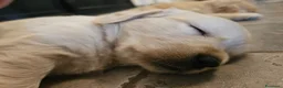 Golden Retriever cani in vendita: Cuccioli Golden Retriever  - Annuncio 15