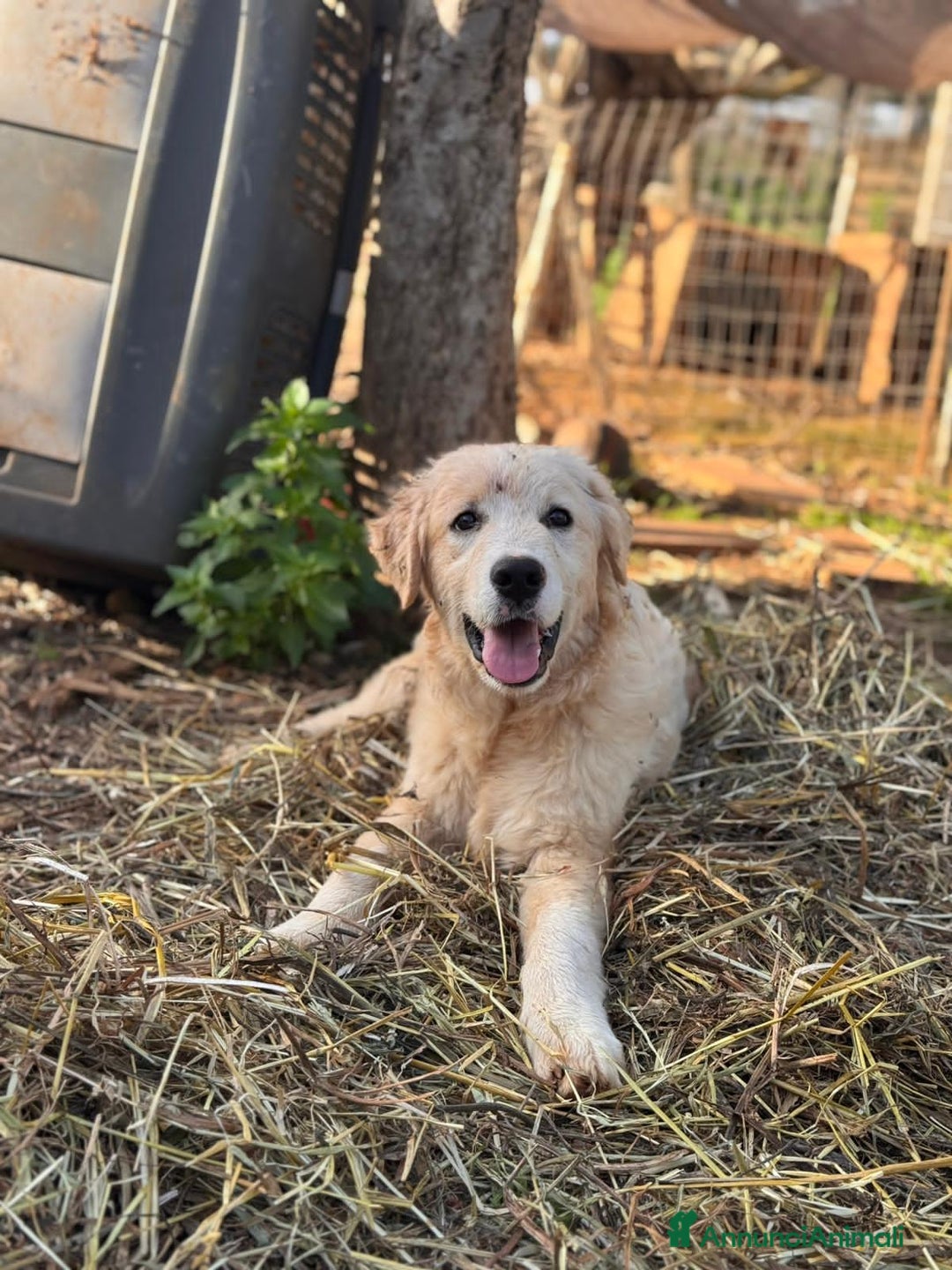 Altre razze cani in regalo: ben e brody - Annuncio 5