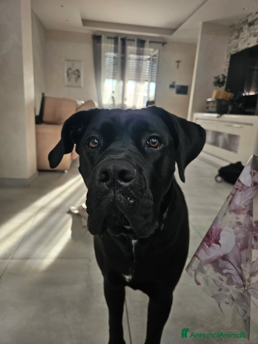Cane Corso cani in vendita: Cucciola cane corso con pedigree  a Provincia di Modena - Annuncio 3