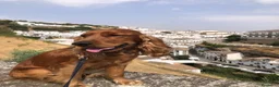 Cocker cani per accoppiamento: Cerco la femmina per accoppiamento a Città Metropolitana di Bologna - Annuncio 4
