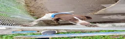 Bracco cani in regalo: Bracco tedesco/springer a Provincia di Ferrara - Annuncio 3