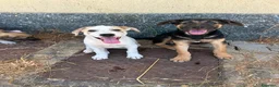Meticcio cani in regalo: ADOTTA UN CUCCIOLO  a Provincia di Reggio Emilia - Annuncio 2